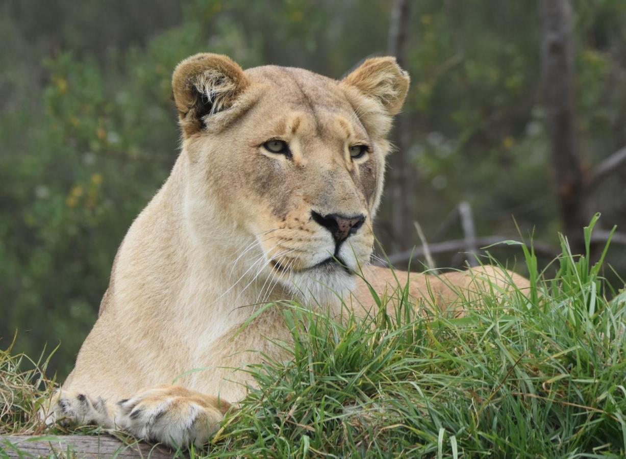 Tenikwa Wildlife Centre & Spa プレッテンバーグ・ベイ エクステリア 写真