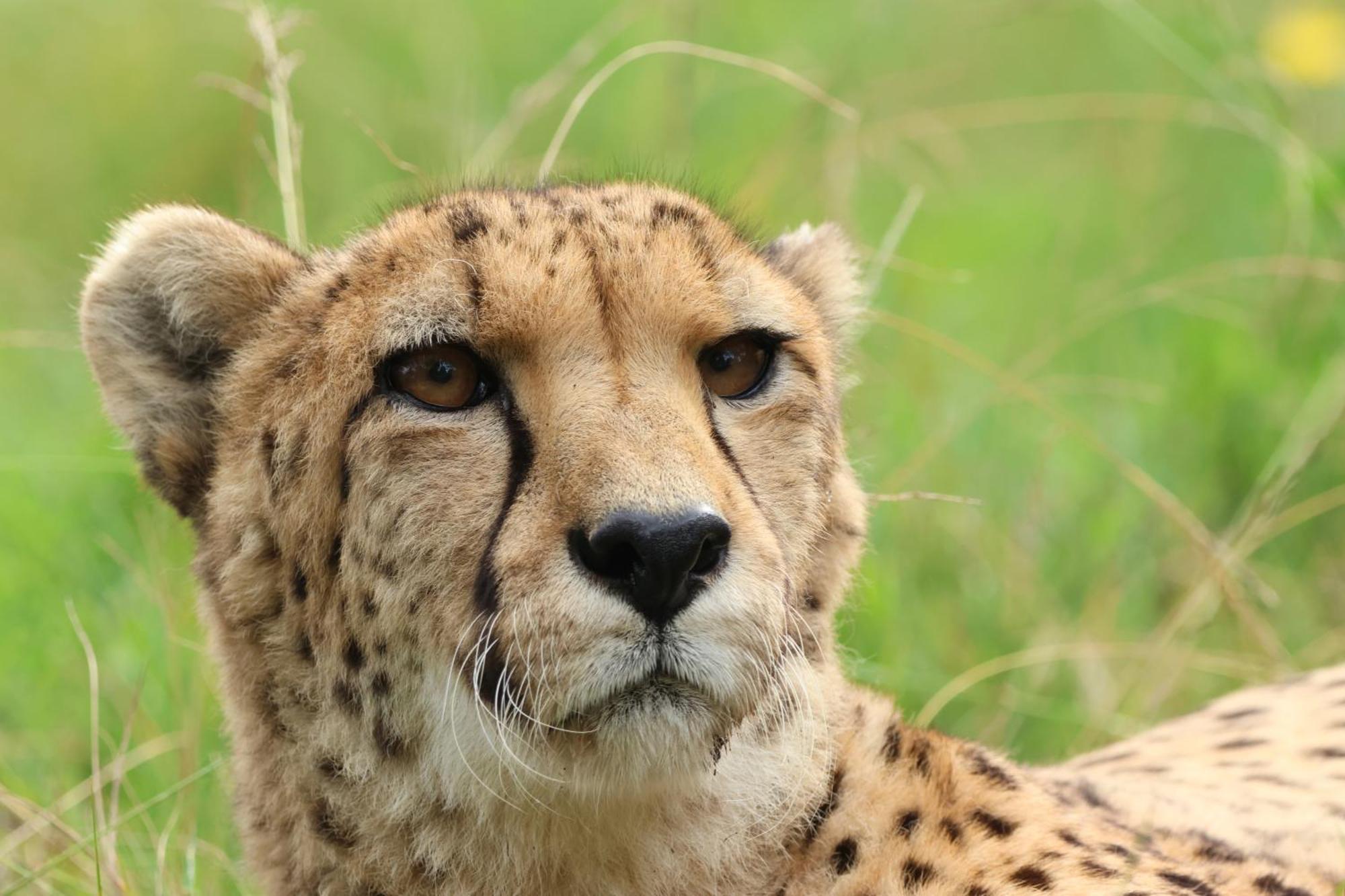 Tenikwa Wildlife Centre & Spa プレッテンバーグ・ベイ エクステリア 写真